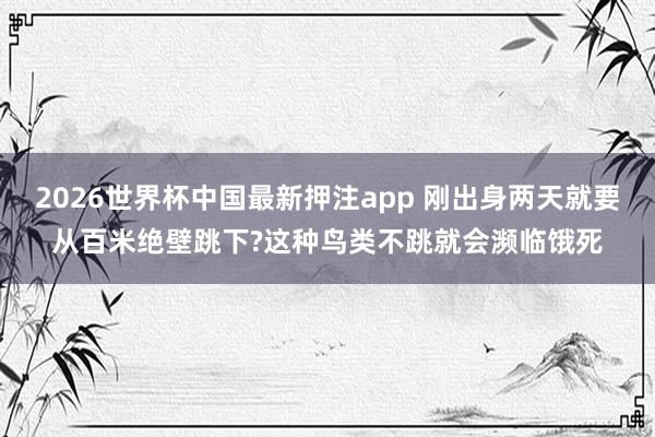 2026世界杯中国最新押注app 刚出身两天就要从百米绝壁跳下?这种鸟类不跳就会濒临饿死
